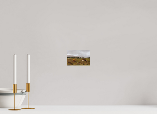 "Cows in Madeira" - Fine art photography print