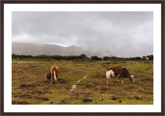 "Cows in Madeira" - Fine art photography print