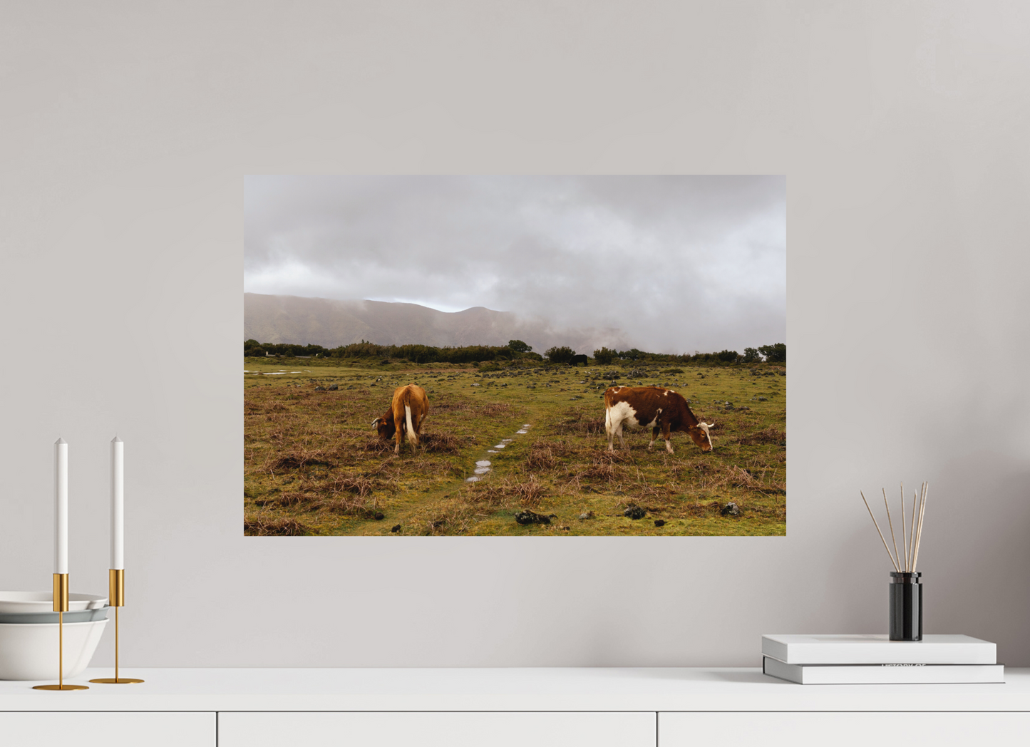 "Cows in Madeira" - Fine art photography print